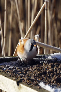 Leighton Moss Bearded Tits by Betty Fold Gallery